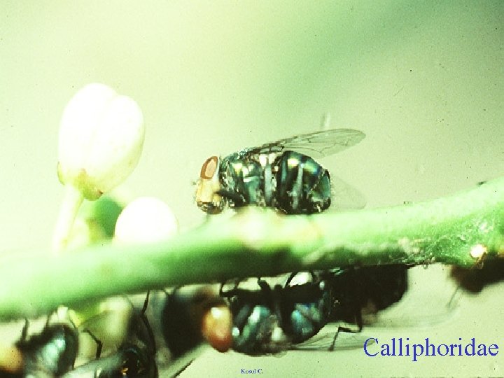 Calliphoridae 