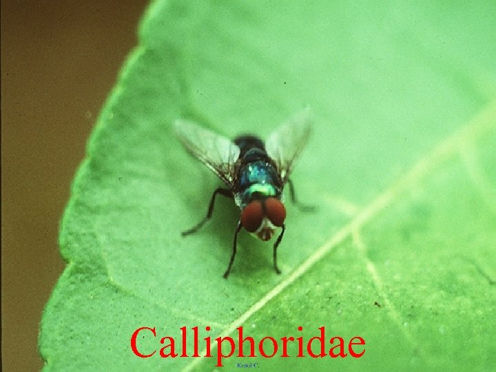 Calliphoridae 