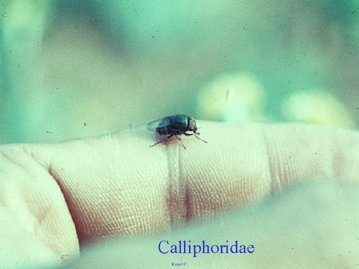 Calliphoridae 