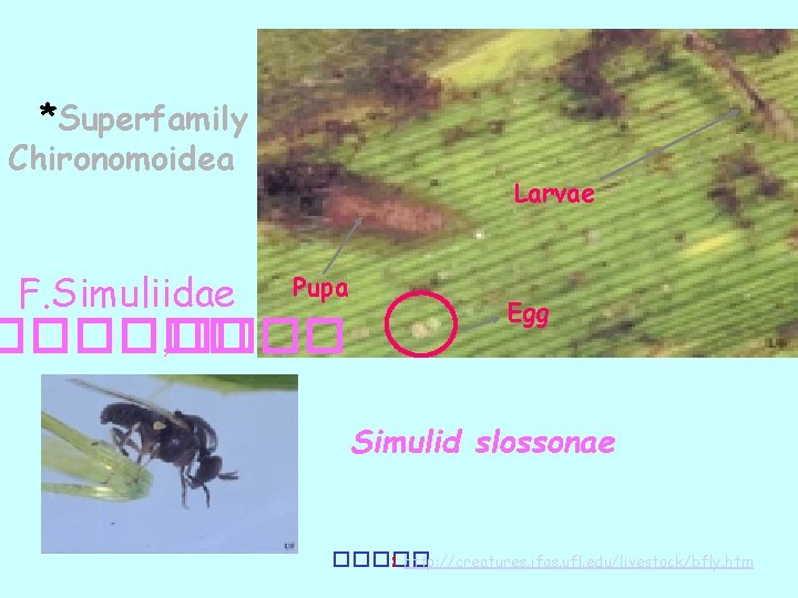 *Superfamily Chironomoidea F. Simuliidae Larvae Pupa ������ , ���� Egg Simulid slossonae ����� :