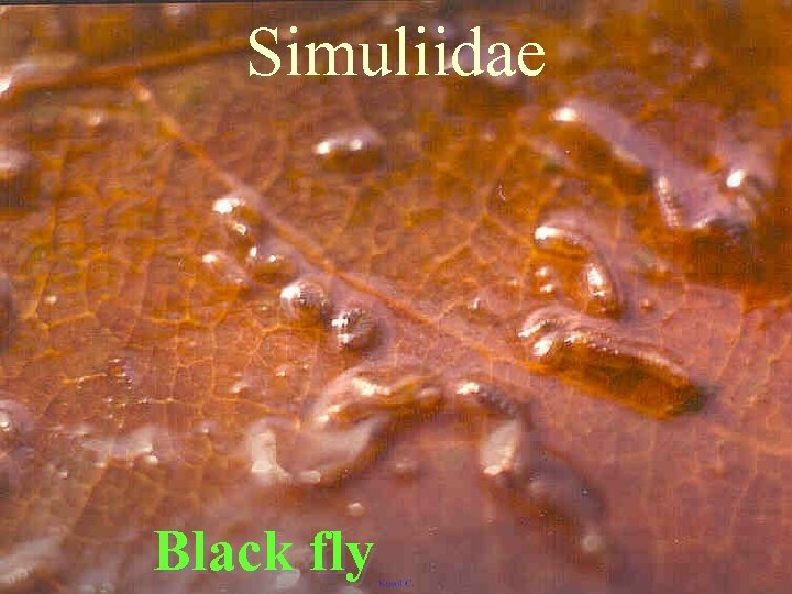 Simuliidae Black fly 