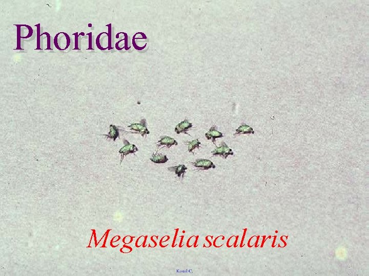 Phoridae Megaselia scalaris 