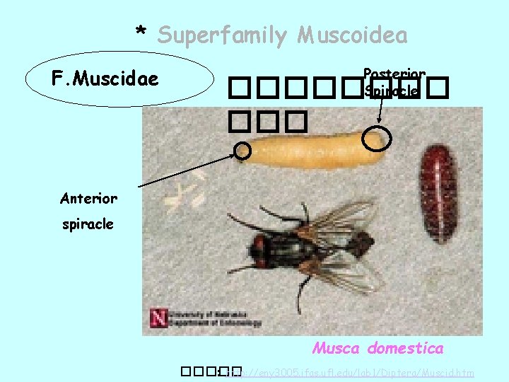 * Superfamily Muscoidea F. Muscidae Posterior Spiracle ���� ��� Anterior spiracle Musca domestica �����