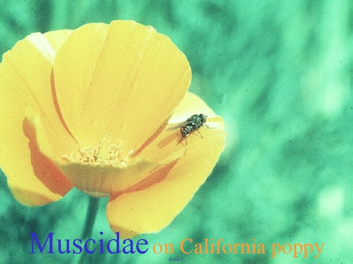 Muscidae on California poppy 