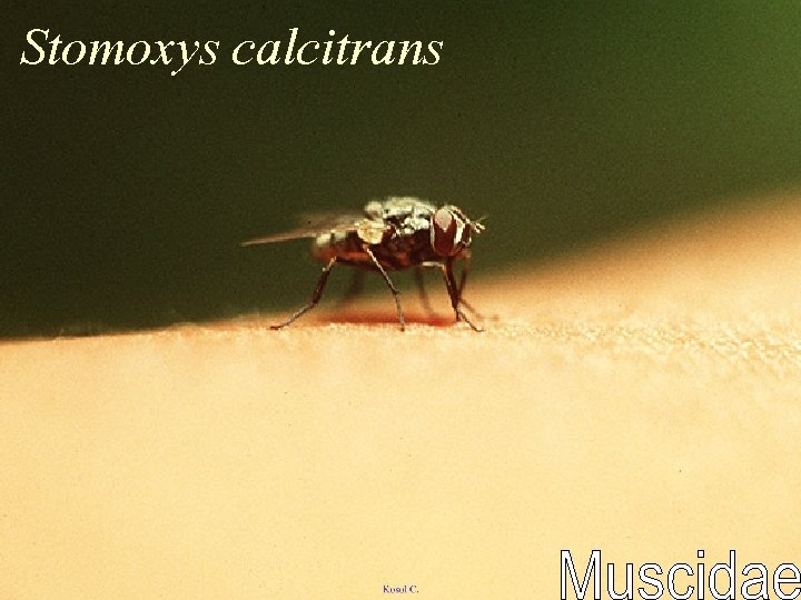 Stomoxys calcitrans 