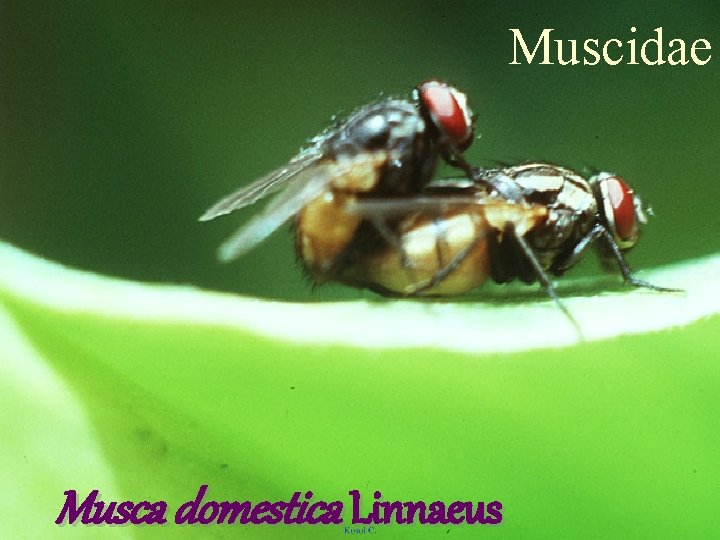 Muscidae Musca domestica Linnaeus 