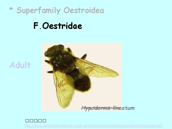 * Superfamily Oestroidea F. Oestridae Adult Hypoderma lineatum ����� : http: //www. canadianbiodiversity. mcgill.