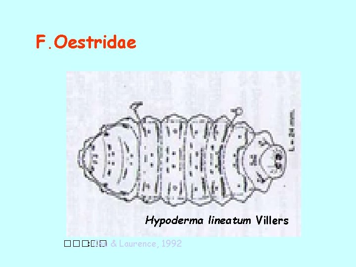 F. Oestridae Hypoderma lineatum Villers ����� : Chu & Laurence, 1992 