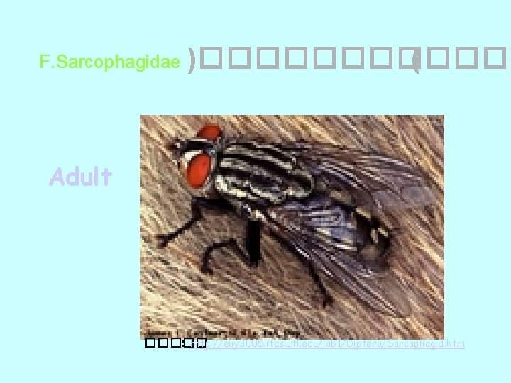 F. Sarcophagidae )������ ( Adult ����� : http: //eny 3005. ifas. ufl. edu/lab 1/Diptera/Sarcophagid.