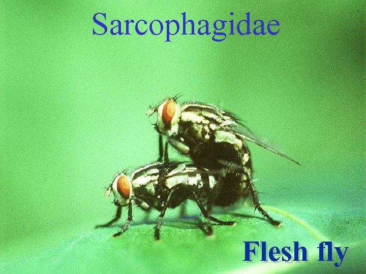 Sarcophagidae Flesh fly 