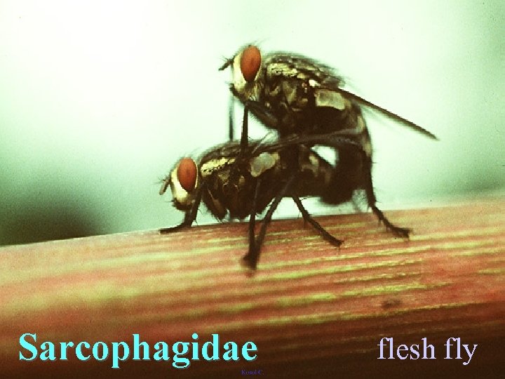 Sarcophagidae flesh fly 