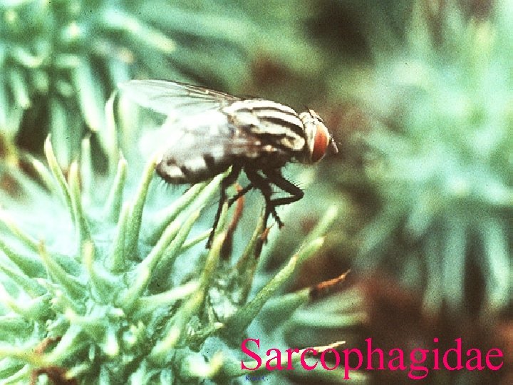 Sarcophagidae 