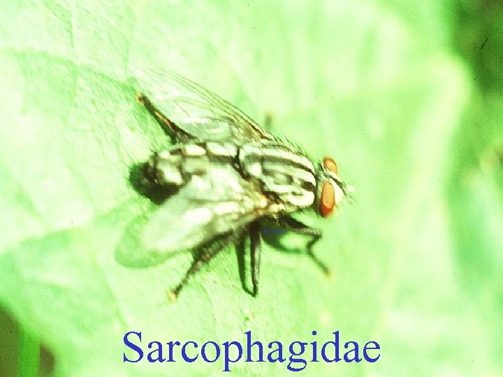 Sarcophagidae 