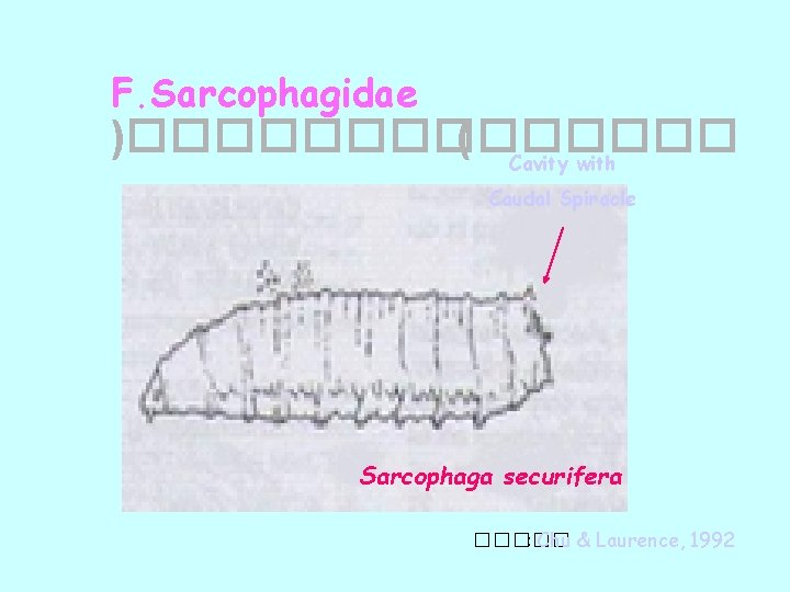 F. Sarcophagidae )������� ( Cavity with Caudal Spiracle Sarcophaga securifera ����� : Chu &