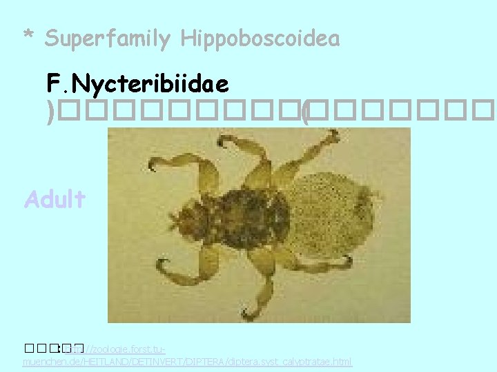 * Superfamily Hippoboscoidea F. Nycteribiidae )�������� ( Adult ����� : http: //zoologie. forst. tumuenchen.