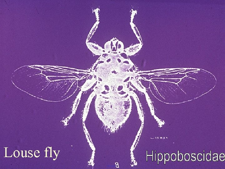 Louse fly 