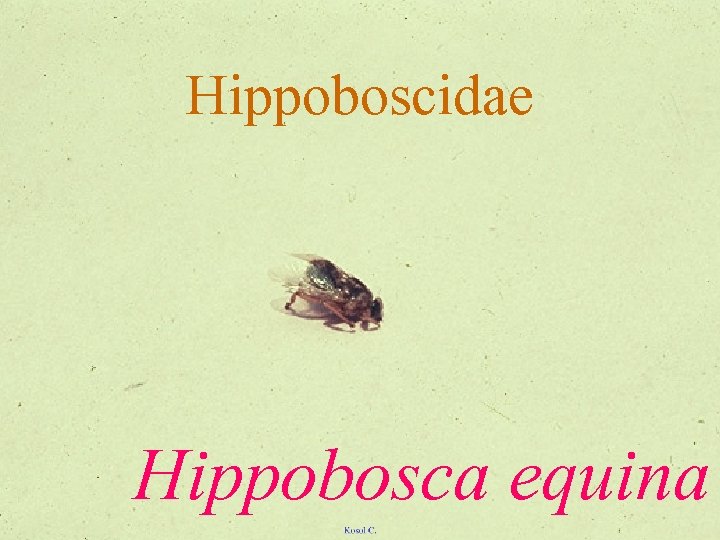 Hippoboscidae Hippobosca equina 