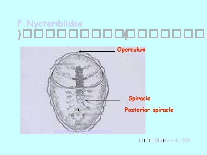 F. Nycteribiidae )��������� ( Operculum Spiracle Posterior spiracle Basilia corynorhini ����� : Frederick, 1991