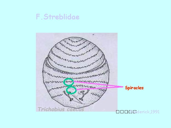 F. Streblidae Spiracles Trichobius caecus ����� : Frederick, 1991 