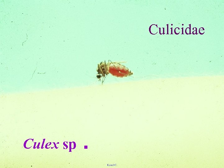 Culicidae Culex sp. 