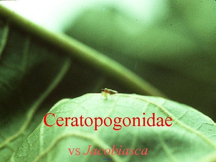 Ceratopogonidae vs Jacobiasca 