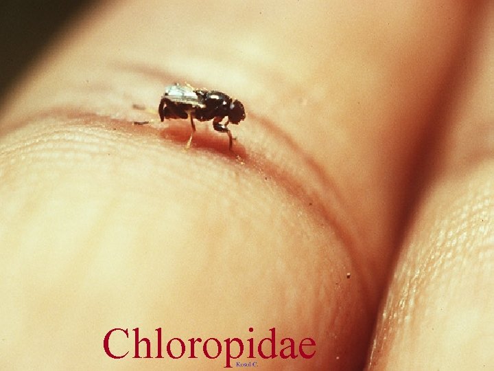 Chloropidae 