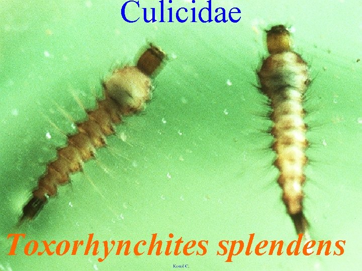 Culicidae Toxorhynchites splendens 