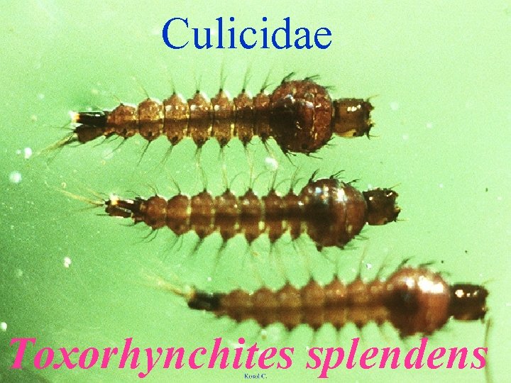 Culicidae Toxorhynchites splendens 