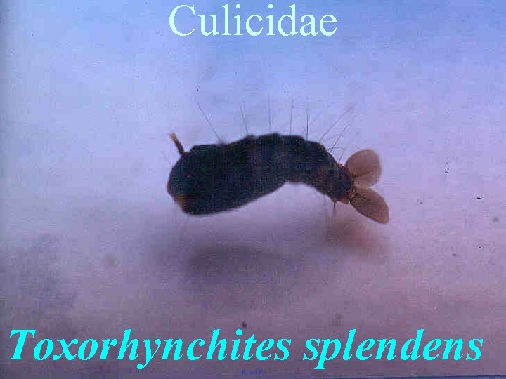 Culicidae Toxorhynchites splendens 