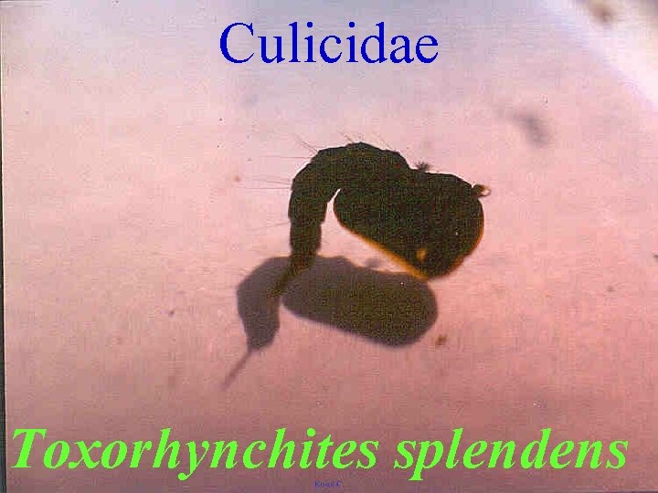 Culicidae Toxorhynchites splendens 