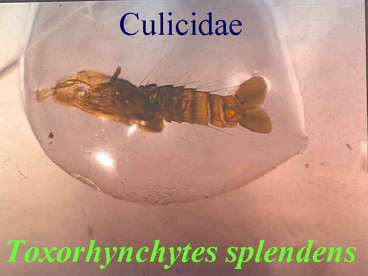 Culicidae Toxorhynchytes splendens 