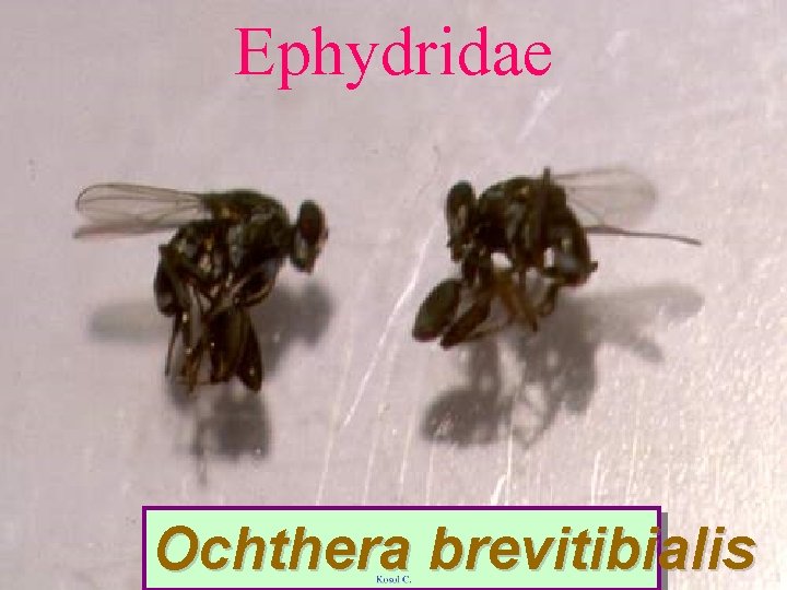 Ephydridae Ochthera brevitibialis 