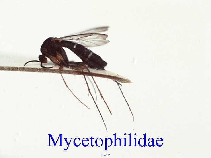 Mycetophilidae 