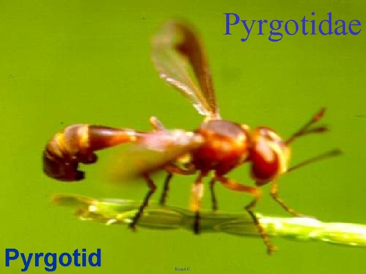 Pyrgotidae Pyrgotid 