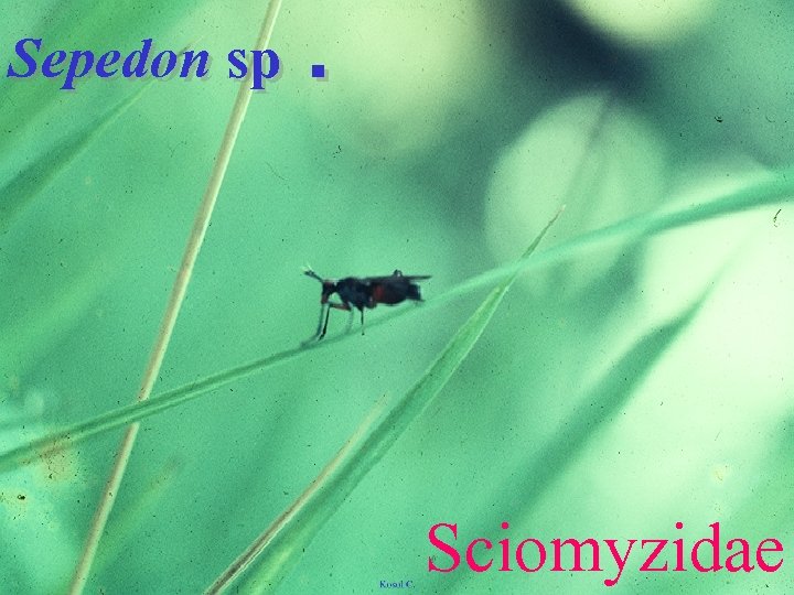 Sepedon sp. Sciomyzidae 