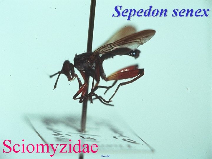 Sepedon senex Sciomyzidae 
