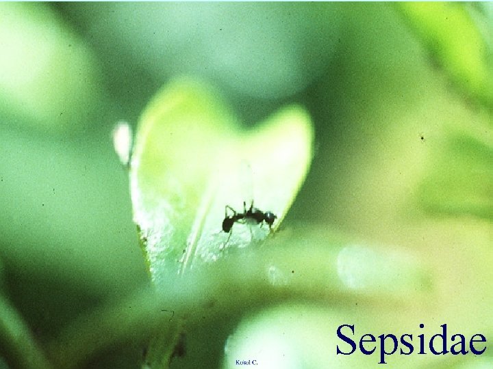 Sepsidae 