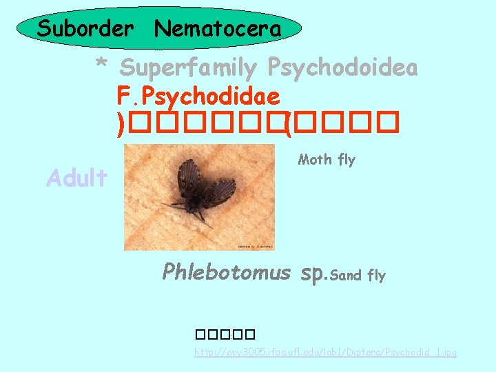 Suborder Nematocera * Superfamily Psychodoidea F. Psychodidae )����� ( Moth fly Adult Phlebotomus sp.