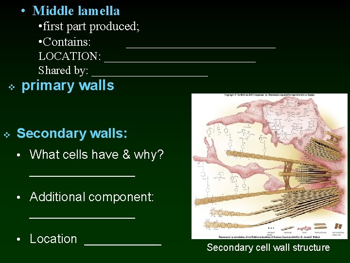  • Middle lamella • first part produced; • Contains: ______________ LOCATION: _____________ Shared