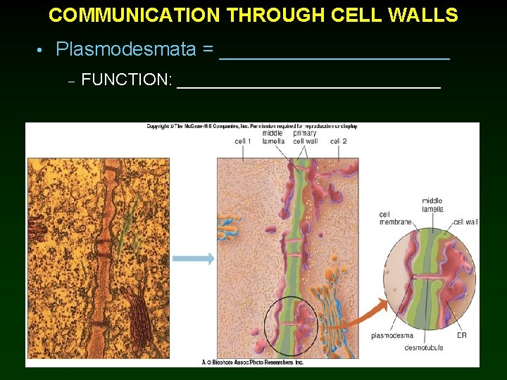 COMMUNICATION THROUGH CELL WALLS • Plasmodesmata = ___________ – FUNCTION: ______________ 