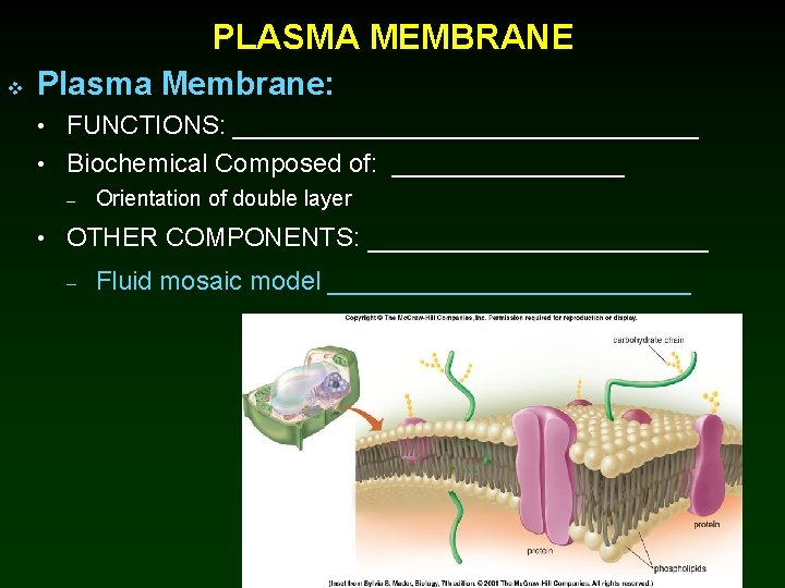 PLASMA MEMBRANE v Plasma Membrane: • FUNCTIONS: ________________ • Biochemical Composed of: ________ –