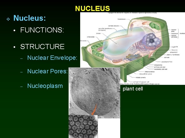 NUCLEUS v Nucleus: • FUNCTIONS: • STRUCTURE – Nuclear Envelope: – Nuclear Pores: –