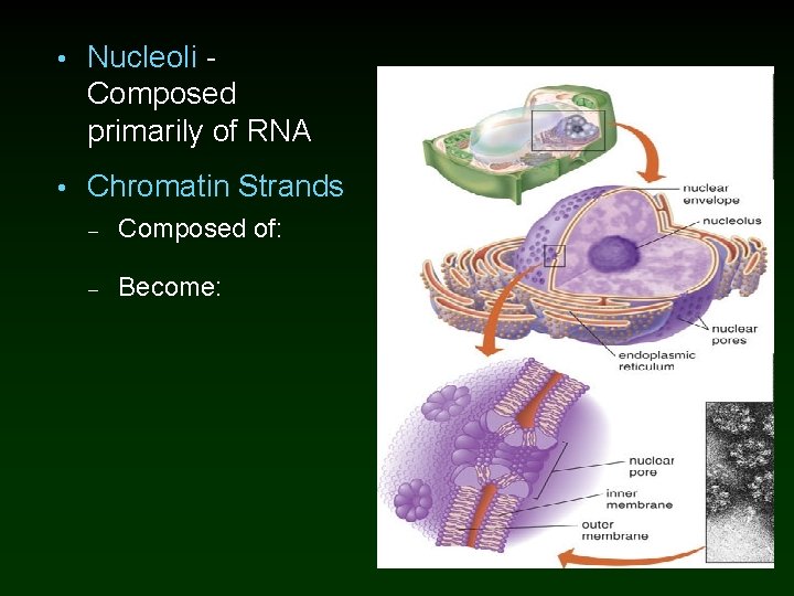  • Nucleoli - Composed primarily of RNA • Chromatin Strands – Composed of: