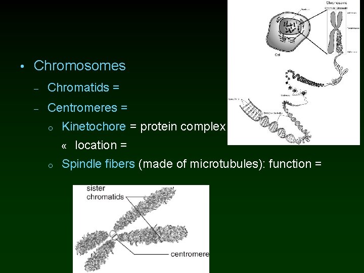  • Chromosomes – Chromatids = – Centromeres = o Kinetochore = protein complex