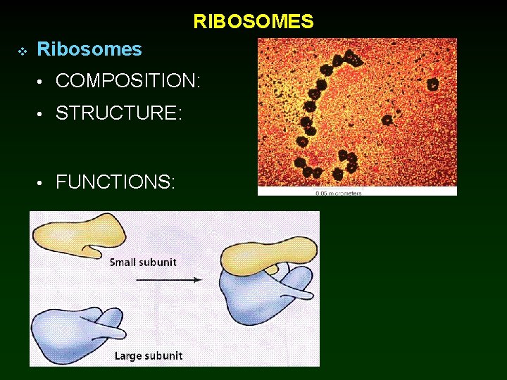 RIBOSOMES v Ribosomes • COMPOSITION: • STRUCTURE: • FUNCTIONS: 