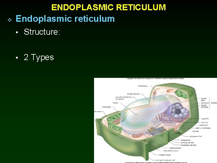 ENDOPLASMIC RETICULUM v Endoplasmic reticulum • Structure: • 2 Types 