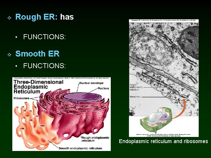 v Rough ER: has • FUNCTIONS: v Smooth ER • FUNCTIONS: Endoplasmic reticulum and