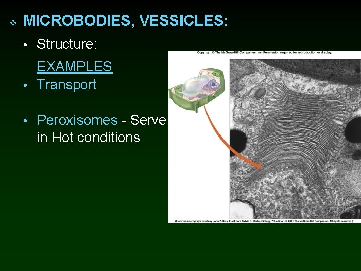 v MICROBODIES, VESSICLES: • Structure: EXAMPLES • Transport • Peroxisomes - Serve in Hot