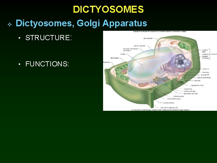 DICTYOSOMES v Dictyosomes, Golgi Apparatus • STRUCTURE: • FUNCTIONS: 