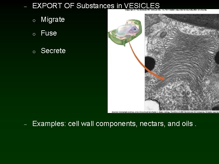 – – EXPORT OF Substances in VESICLES o Migrate o Fuse o Secrete Examples: